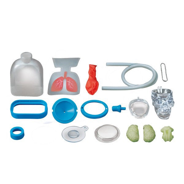 4M Kidz Labs / Human Organs
