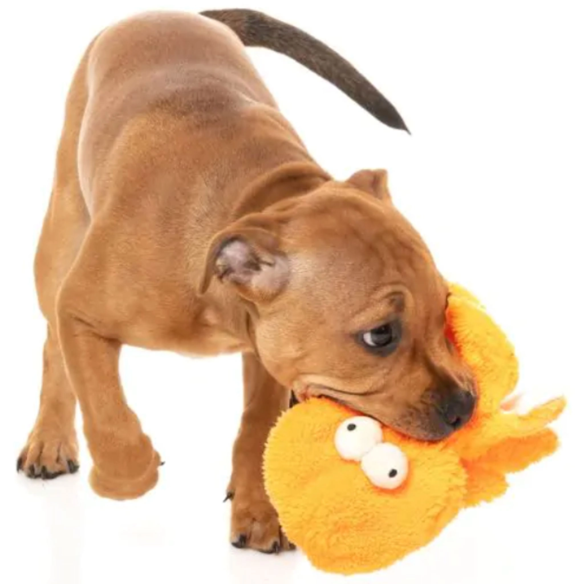 Fuzzyard Flat Out Toys Sir Legs A Lot Octopus Dog Toys