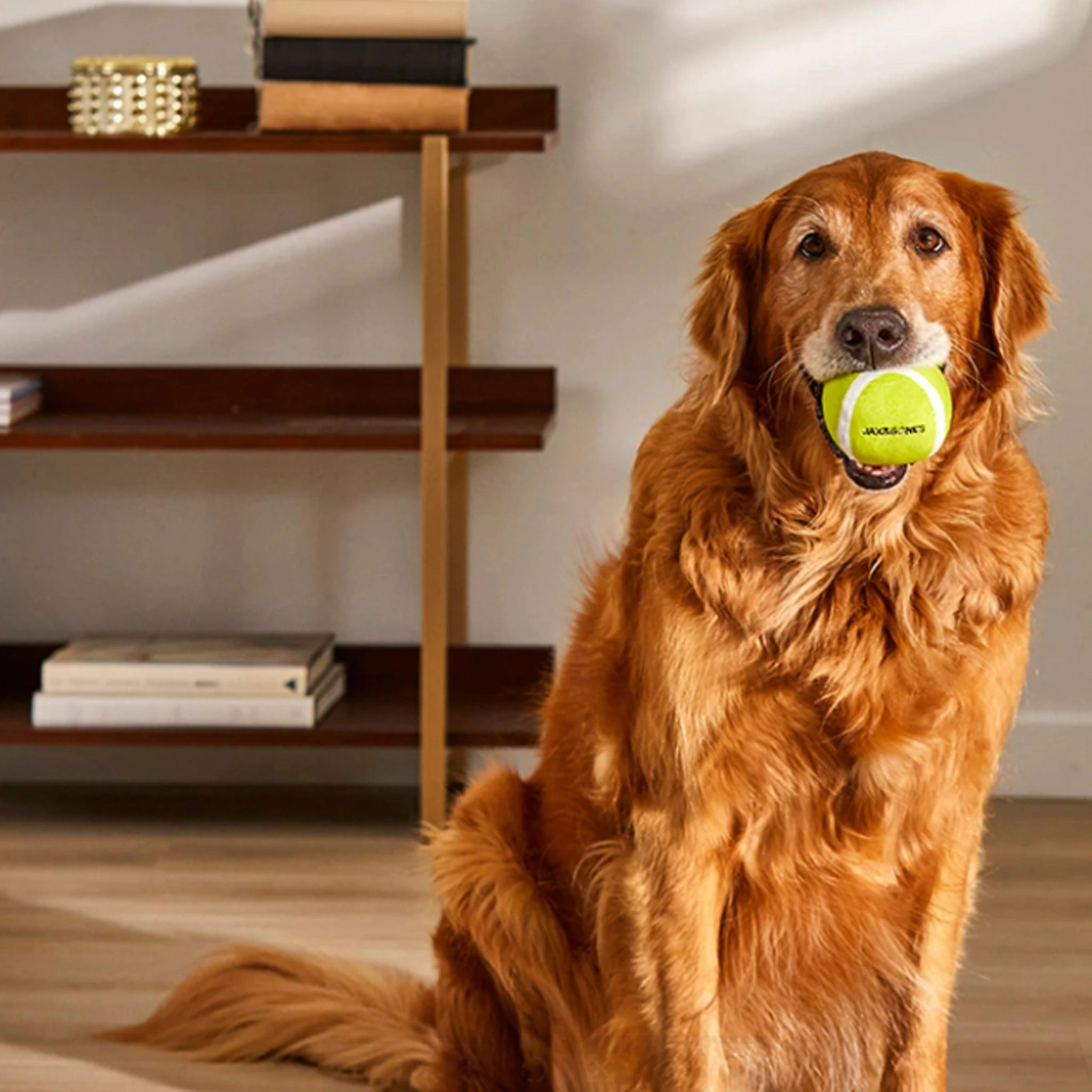 Jax & Bones Tennis Ball Plush Dog Toy - 3 Pack